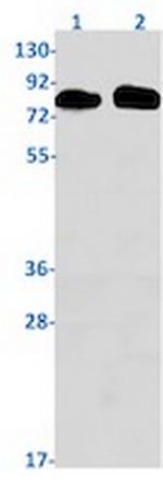 SCARB1 Recombinant Rabbit Monoclonal Antibody