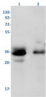 SRSF2 Antibody in Western Blot (WB)