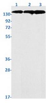 SAFB Antibody in Western Blot (WB)