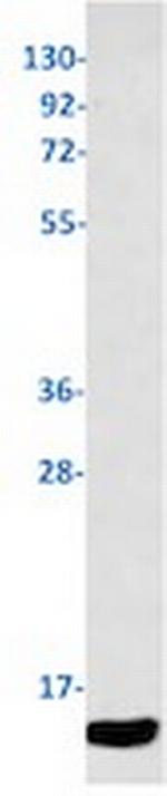 S100A4 Antibody in Western Blot (WB)