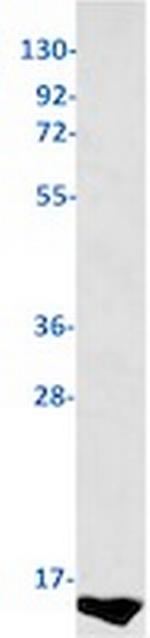 S100B Antibody in Western Blot (WB)