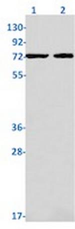 RIPK1 Antibody in Western Blot (WB)