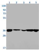 PHB2 Recombinant Rabbit Monoclonal Antibody