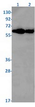 RBPJ Antibody in Western Blot (WB)