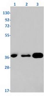RACK1 Recombinant Rabbit Monoclonal Antibody