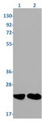 RAC3 Recombinant Rabbit Monoclonal Antibody