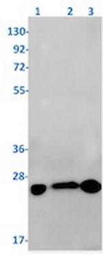 RAB10 Antibody in Western Blot (WB)