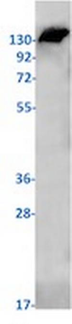 PUM1 Antibody in Western Blot (WB)