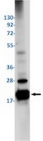 BBC3 Antibody in Western Blot (WB)