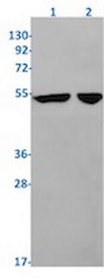 PTDSS2 Recombinant Rabbit Monoclonal Antibody
