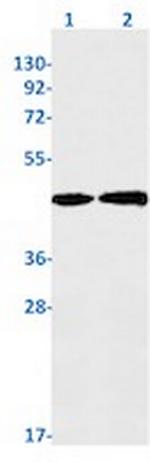 PSMC5 Antibody in Western Blot (WB)
