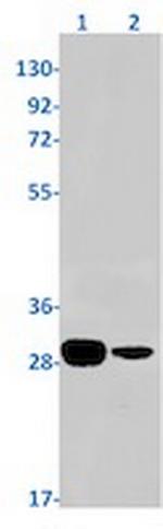 PSMB10 Antibody in Western Blot (WB)