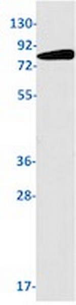 PROX1 Recombinant Rabbit Monoclonal Antibody