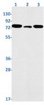 PRMT7 Antibody in Western Blot (WB)