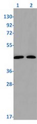 PRMT1 Antibody in Western Blot (WB)