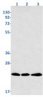 PSEN1 Antibody in Western Blot (WB)