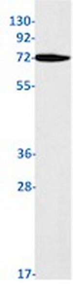 PRKCH Recombinant Rabbit Monoclonal Antibody