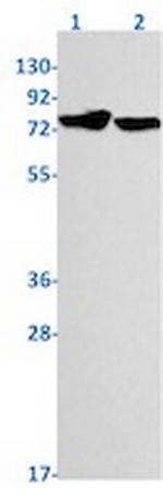 Phospho-PRKCG (Thr514) Antibody in Western Blot (WB)