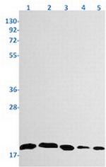 PIN1 Antibody in Western Blot (WB)