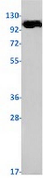 PIK3CG Recombinant Rabbit Monoclonal Antibody