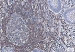 EGLN3 Recombinant Rabbit Monoclonal Antibody