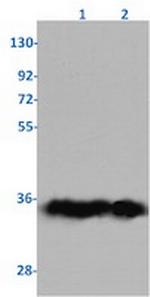 EGLN3 Antibody in Western Blot (WB)