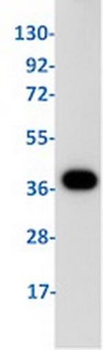 PGK1 Antibody in Western Blot (WB)