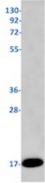 PRDX5 Antibody in Western Blot (WB)