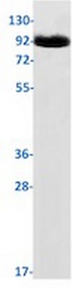 POSTN Recombinant Rabbit Monoclonal Antibody