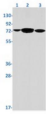 PCK2 Antibody in Western Blot (WB)