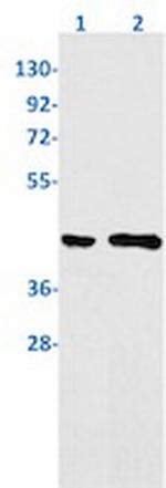 PCBP2 Recombinant Rabbit Monoclonal Antibody
