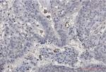 PXN Recombinant Rabbit Monoclonal Antibody