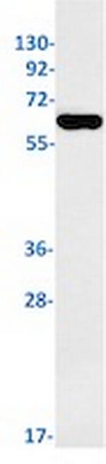 PXN Antibody in Western Blot (WB)