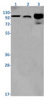 PARP1 Antibody in Western Blot (WB)
