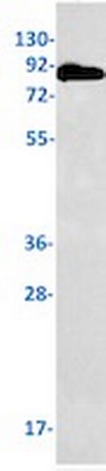 NBN Antibody in Western Blot (WB)