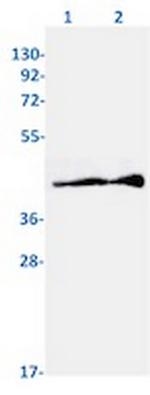 Phospho-MAPK14 (Thr180) Recombinant Rabbit Monoclonal Antibody