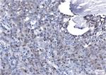 CDKN1B Recombinant Rabbit Monoclonal Antibody