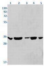 OTUB1 Antibody in Western Blot (WB)