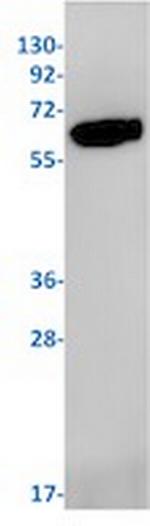 WASL Antibody in Western Blot (WB)