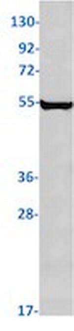 NUF2 Recombinant Rabbit Monoclonal Antibody