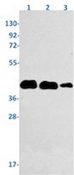 NPM1 Antibody in Western Blot (WB)