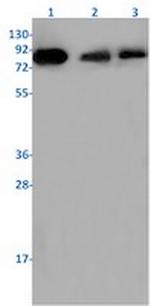 THOC1 Antibody in Western Blot (WB)