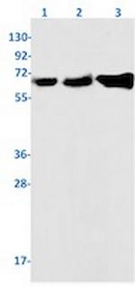 NRF1 Antibody in Western Blot (WB)