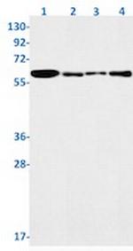 NR1D1 Antibody in Western Blot (WB)