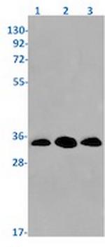 NQO1 Antibody in Western Blot (WB)