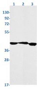 NODAL Recombinant Rabbit Monoclonal Antibody