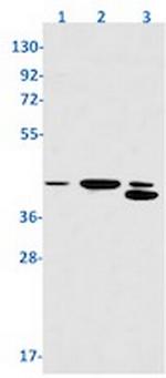 NFYA Recombinant Rabbit Monoclonal Antibody