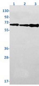 RELA Antibody in Western Blot (WB)