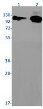 NFKB2 Antibody in Western Blot (WB)