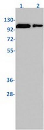 Phospho-NFATC1 (Ser237) Recombinant Rabbit Monoclonal Antibody